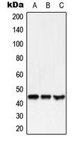 Western blot analysis of GPR38 expression in HEK293T (A); SP2/0 (B); NIH3T3 (C) whole cell lysates.
