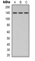 Western blot analysis of MYPT1 expression in HEK293T (A); Hela (B); NIH3T3 (C) whole cell lysates.