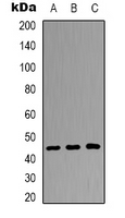 Western blot analysis of DUSP4 expression in HepG2 (A); HEK293T (B); NIH3T3 (C) whole cell lysates.
