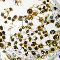Immunohistochemical analysis of DUSP4 staining in human testis formalin fixed paraffin embedded tissue section. The section was pre-treated using heat mediated antigen retrieval with sodium citrate buffer (pH 6.0). The section was then incubated with the antibody at room temperature and detected using an HRP conjugacompact polymer system. DAB was used as the chromogen. The section was then counterstained with haematoxylin and mounted with DPX.