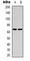 Western blot analysis of MENA expression in HepG2 (A); HEK293T (B) whole cell lysates.