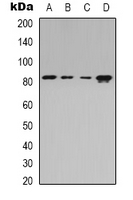 Western blot analysis of Beta-adducin expression in Jurkat (A); HEK293T (B); Raw264.7 (C); rat spleen (D) whole cell lysates.