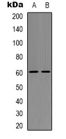 Western blot analysis of Neuroglycan C expression in THP1 (A); Raw264.7 (B) whole cell lysates.