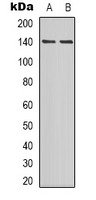 Western blot analysis of PER2 (pS662) expression in NIH3T3 (A); mouse lung (B) whole cell lysates.