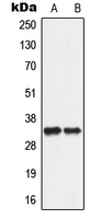 Western blot analysis of ANT2 expression in A549 (A); PC12 (B) whole cell lysates.