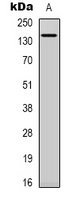 Western blot analysis of SPZ1 expression in NIH3T3 (A) whole cell lysates.