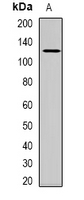 Western blot analysis of USP48 expression in rat muscle (A) whole cell lysates.
