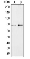 Western blot analysis of BRF1 expression in Jurkat (A); NIH3T3 (B) whole cell lysates.