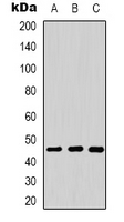 Western blot analysis of HDJ2 expression in Hela (A); mouse liver (B); mouse brain (C) whole cell lysates.