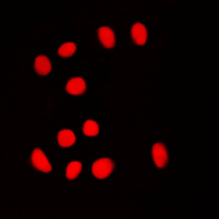 Immunofluorescent analysis of BRF1 staining in NIH3T3 cells. Formalin-fixed cells were permeabilized with 0.1% Triton X-100 in TBS for 5-10 minutes and blocked with 3% BSA-PBS for 30 minutes at room temperature. Cells were probed with the primary antibody in 3% BSA-PBS and incubated overnight at 4 C in a humidified chamber. Cells were washed with PBST and incubated with a DyLight 594-conjugated secondary antibody (red) in PBS at room temperature in the dark. DAPI was used to stain the cell nuclei (blue).