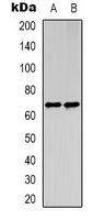 Western blot analysis of STRA8 expression in HEK293T (A); NIH3T3 (B) whole cell lysates.