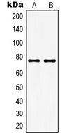 Western blot analysis of GUCY1A3 expression in THP1 (A); KNRK (B) whole cell lysates.