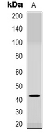 Western blot analysis of CCR6 expression in rat muscle (A) whole cell lysates.