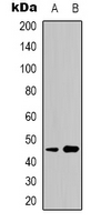 Western blot analysis of CD158z expression in K562 (A); A549 (B) whole cell lysates.