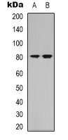 Western blot analysis of NRG3 expression in K562 (A); mouse brain (B) whole cell lysates.