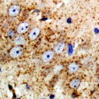 Immunohistochemical analysis of NRG3 staining in mouse brain formalin fixed paraffin embedded tissue section. The section was pre-treated using heat mediated antigen retrieval with sodium citrate buffer (pH 6.0). The section was then incubated with the antibody at room temperature and detected using an HRP conjugacompact polymer system. DAB was used as the chromogen. The section was then counterstained with haematoxylin and mounted with DPX.
