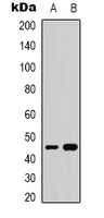 Western blot analysis of GATA5 expression in HepG2 (A); NIH3T3 (B) whole cell lysates.