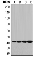 Western blot analysis of HLA-G expression in JEG3 (A); HeLa (B); Raw264.7 (C); PC12 (D) whole cell lysates.
