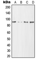 Western blot analysis of CD168 expression in HeLa (A); NIH3T3 (B); mouse brain (C); H9C2 (D) whole cell lysates.