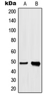 Western blot analysis of hnRNP H expression in A549 (A); HeLa (B) whole cell lysates.