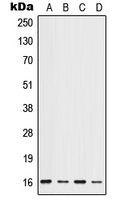 Western blot analysis of ID1 expression in HeLa (A); HepG2 (B); mouse liver (C); rat liver (D) whole cell lysates.