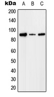 Western blot analysis of Factor I expression in HEK293T (A); Raw264.7 (B); PC12 (C) whole cell lysates.