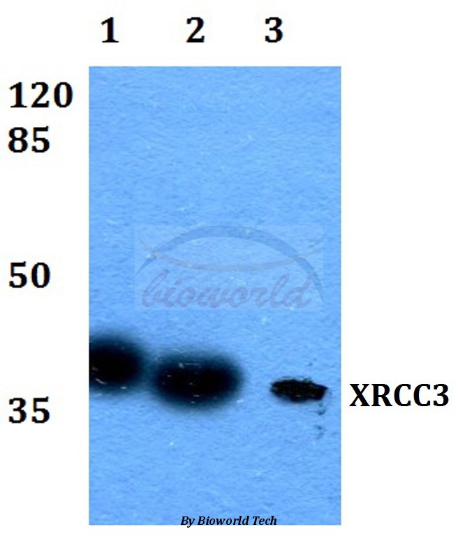 Western blot (WB) analysis of XRCC3 (Q67) pAb at 1:500 dilution Lane1:HEK293T whole cell lysate Lane2:Raw264.7 whole cell lysate Lane3:H9C2 whole cell lysate