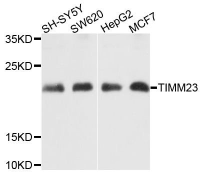 Western blot analysis of extracts of various cells, using TIMM23 antibody.