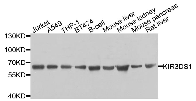 Western blot analysis of extracts of various cells, using KIR3DS1 antibody.