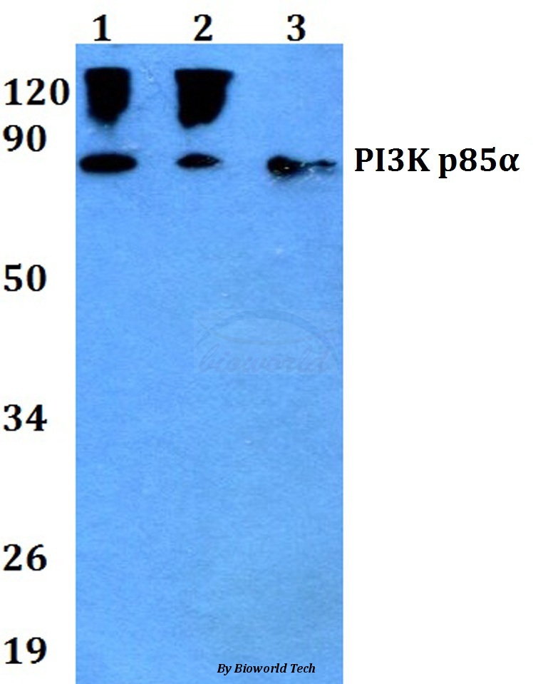 Western blot (WB) analysis of PI3K p85α/p55γ (Y467/199) pAb at 1:500 dilution Lane1:HEK293T whole cell lysate Lane2:Raw264.7 whole cell lysate Lane3:PC12 whole cell lysate