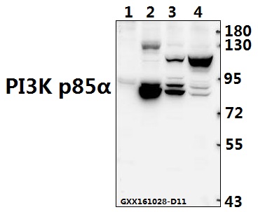 Western blot (WB) analysis of PTEN (D375) pAb at 1:500 dilution Lane1:The Brain tissue lysate of Mouse(40ug) Lane2:C6 whole cell lysate(40ug) Lane3:HCC827 whole cell lysate(40ug) Lane4:HEK293T whole cell lysate(40ug)