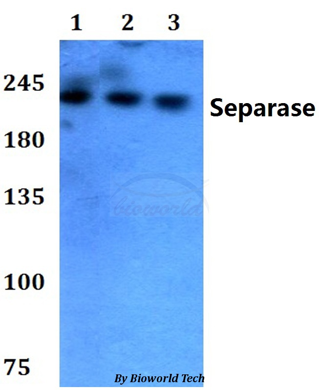 Western blot (WB) analysis of Separase (A795) pAb at 1:500 dilution Lane1:HEK293T whole cell lysate Lane2:Raw264.7 whole cell lysate Lane3:PC12 whole cell lysate