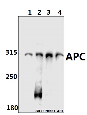 Western blot (WB) analysis of APC (Q2829) pAb at 1:500 dilution Lane1:Hela cell lysate Lane2:HEK293T cell lysate Lane3:Rat testis tissue lysate