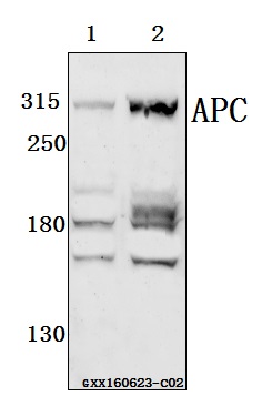 Western blot (WB) analysis of APC (Q2829) pAb at 1:500 dilution Lane1:SK-OVCAR3 whole cell lysate(40ug) Lane2:SGC7901 whole cell lysate(40ug)