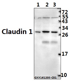 Western blot (WB) analysis of Claudin 1 (R197) pAb at 1:500 dilution Lane1:AML-12 whole cell lysate(40ug) Lane2:A549 whole cell lysate(40ug) Lane3:L02 whole cell lysate(40ug)