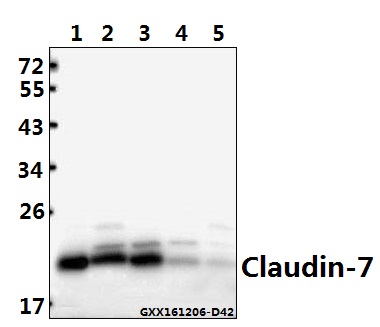 Western blot (WB) analysis of Claudin-7 (T202) pAb at 1:500 dilution Lane1:HCC827 whole cell lysate(40ug) Lane2:The Lung tissue lysate of Mouse(40ug) Lane3:The Lung tissue lysate of Rat(40ug) Lane4:A549 whole cell lysate(40ug) Lane5:L02 whole cell lysate(40ug)