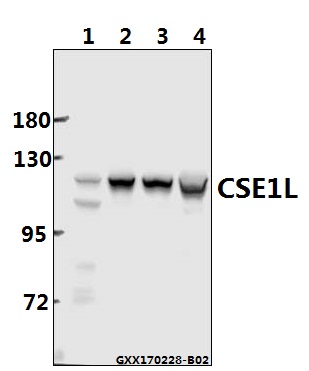 Western blot (WB) analysis of CSE1L (E2) pAb at 1:500 dilution Lane1:Hela cell lysate Lane2:sp2/0 cell lysate Lane3:PC12 cell lysate treated with UV