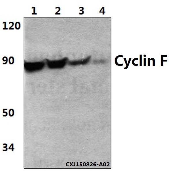 Western blot (WB) analysis of Cyclin F (I772) pAb at 1:500 dilution Lane1:Hela whole cell lysate(40ug) Lane2:PC12 whole cell lysate(40ug) Lane3:HEK293T whole cell lysate(40ug) Lane4:RAW264.7 whole cell lysate(40ug)