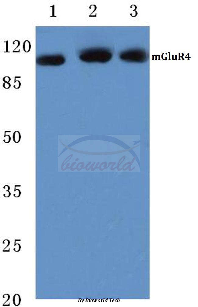 Western blot (WB) analysis of mGluR-4 (Q875) pAb at 1:500 dilution Lane1:Hela cell lysate Lane2:Mouse brain tissue lysate Lane3:Rat brain tissue lysate