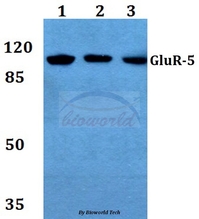 Western blot (WB) analysis of GluR-5 (L12) pAb at 1:500 dilution Lane1:MCF-7 whole cell lysate Lane2:NIH-3T3 whole cell lysate Lane3:PC12 whole cell lysate