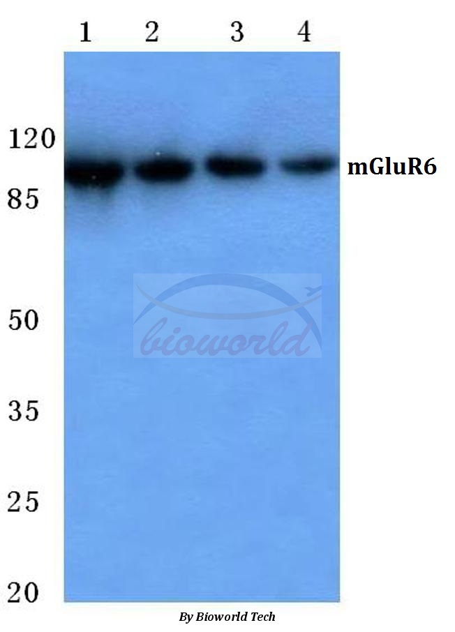 Western blot (WB) analysis of mGluR-6 (A865) pAb at 1:500 dilution Lane1:Hela cell lysate Lane2:NIH-3T3 cell lysate Lane3:Raw264.7 cell lysate Lane4:H9C2 cell lysate