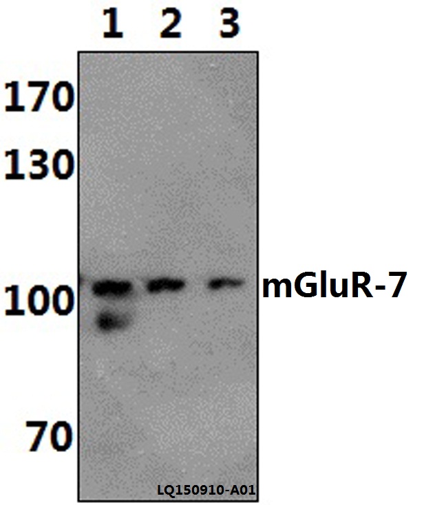Western blot (WB) analysis of mGluR-7 (E894) pAb at 1:500 dilution Lane1:Hela whole cell lysate(40ug) Lane2:The Brain tissue lysate of Rat(40ug) Lane3:The Brain tissue lysate of Mouse(40ug) Lane4:HEK293T whole cell lysate(40ug)