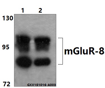 Western blot (WB) analysis of mGluR-8 (Q871) pAb at 1:500 dilution Lane1:HEK293T whole cell lysate Lane2:DLD whole cell lysate