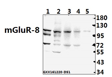Western blot (WB) analysis of mGluR-8 (Q871) pAb at 1:500 dilution Lane1:H9C2 whole cell lysate Lane2:AML-12 whole cell lysate Lane3:HCT116 whole cell lysate Lane4:HepG2 whole cell lysate Lane5:L02 whole cell lysate