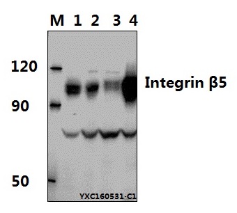 Western blot (WB) analysis of Integrin β5 pAb at 1:500 dillution Lane1:MCF-7 whole cell lysate(40μg) Lane2:LO2 whole cell lysate(40μg) Lane3:CT-26 whole cell lysate(40μg) Lane4:H9C2 whole cell lysate(40μg)