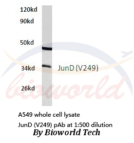 Western blot (WB) analysis of JunD (V249) pAb in extracts from A549 cells.