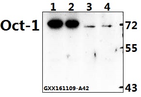 Western blot (WB) analysis of Oct-1 (L68) pAb at 1:500 dilution Lane1:HEK293T whole cell lysate(40ug) Lane2:HepG2 whole cell lysate(40ug) Lane3:PC12 whole cell lysate(40ug) Lane4:NIH-3T3 whole cell lysate(40ug)