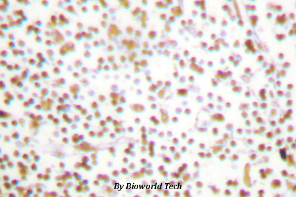 Immunohistochemistry (IHC) analyzes of OCT1 (L68) pAb in paraffin-embedded human lymph node tissue.