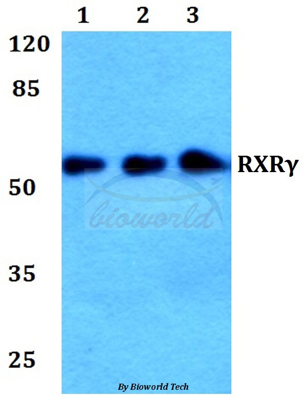 Western blot (WB) analysis of RXRγ (L200) pAb at 1:500 dilution Lane1:HEK293T whole cell lysate Lane2:NIH-3T3 whole cell lysate Lane3:H9C2 whole cell lysate