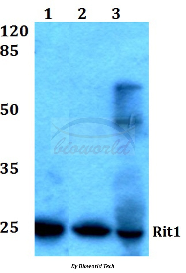 Western blot (WB) analysis of Rit1 (W204) pAb at 1:500 dilution Lane1:HEK293T whole cell lysate Lane2:sp2/0 whole cell lysate Lane3:H9C2 whole cell lysate